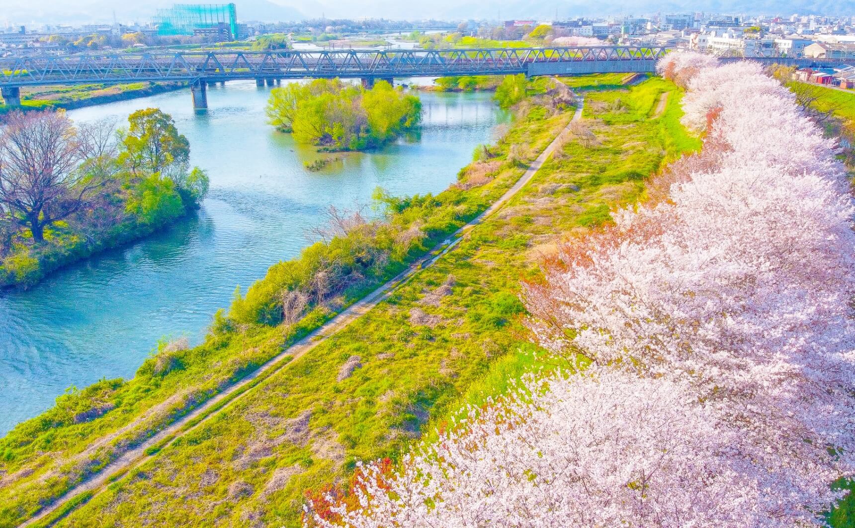 画像:川沿いの桜並木を上空から撮影した様子